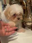 Maltipoo fetita mini toy