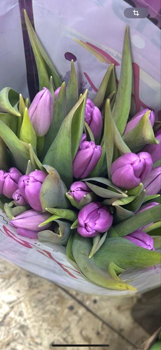 Тюльпаны шикарные цвета