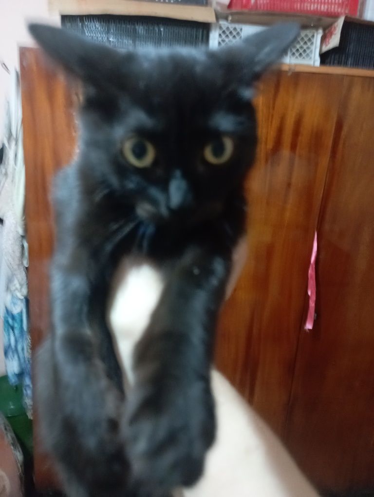 Котенок  Ищет добрые и любящие ручки
