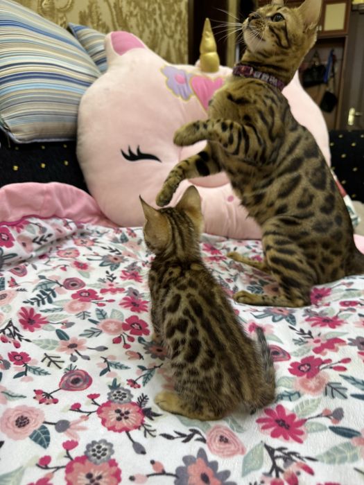 Бенгальская кошка