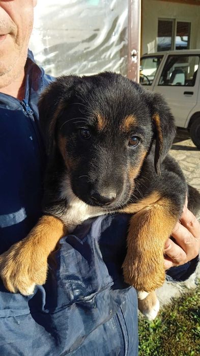 Подарявам гончета 2 броя на 2 месеца и половина.