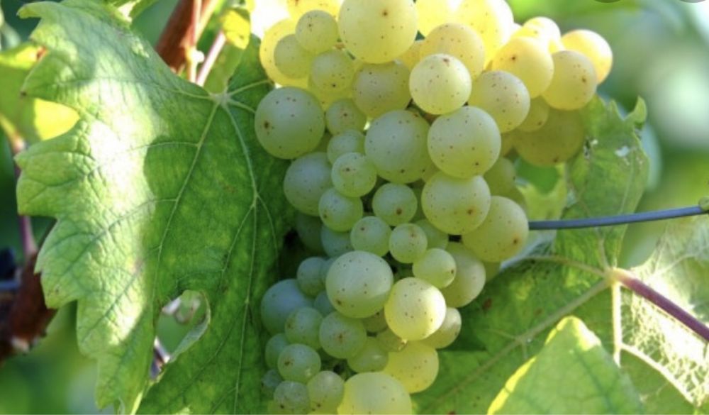 Struguri de vin  producție 2022