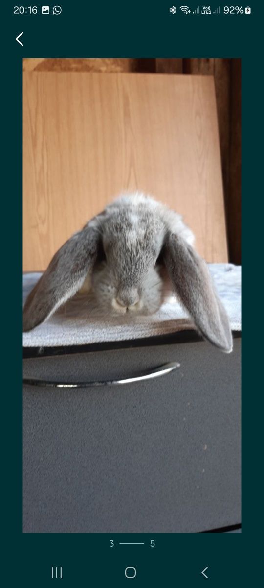 Berbec german chinchilla pui și maturi
