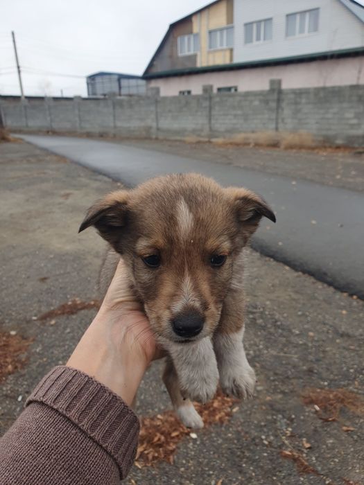 Щенки мальчики звоночком