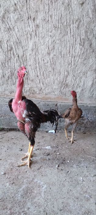 Хауроз сотилади ..