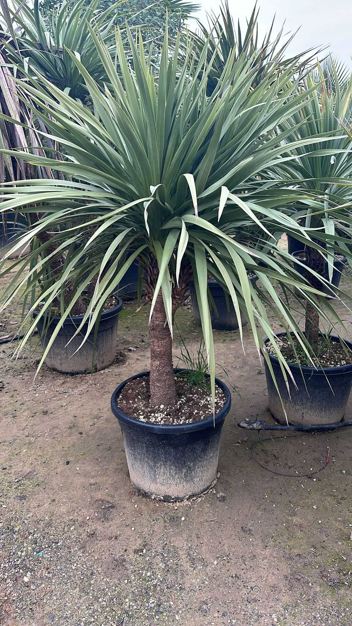 Palmieri Trachycarpus Fortunei, Washingtonia robusta rezista la îngheț