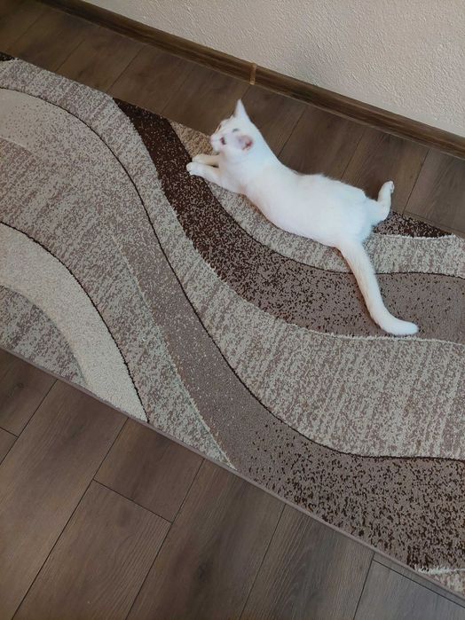 Подарявам Белгийско мъжко коте