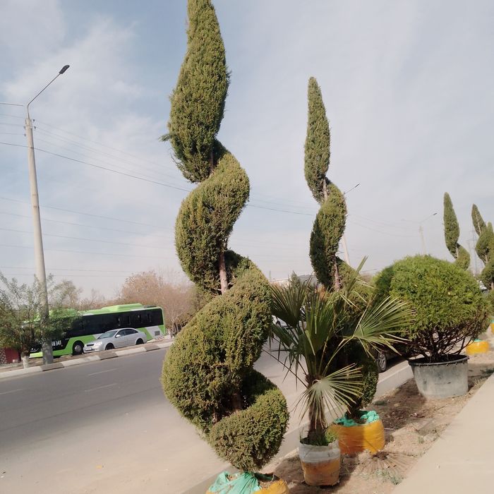 Majvenik spiral sotuvda