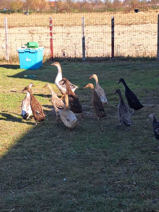 Rate Indiene Alergatoare