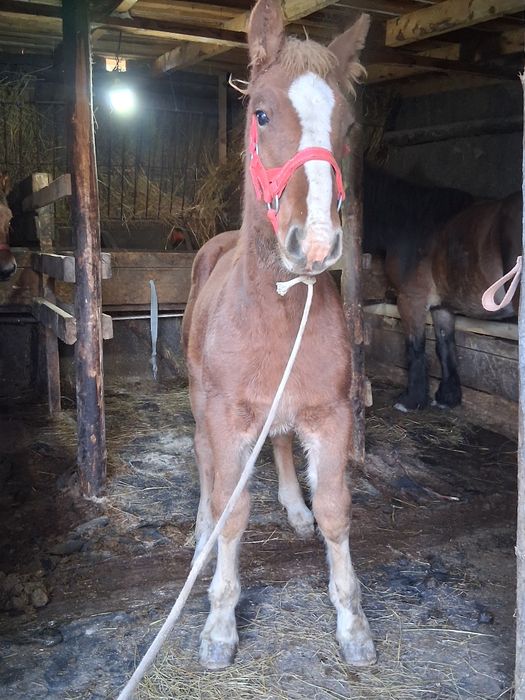 Vand manza de 7 luni !