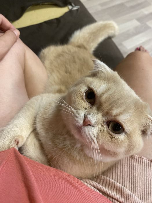 Шотланска клепоуха котка