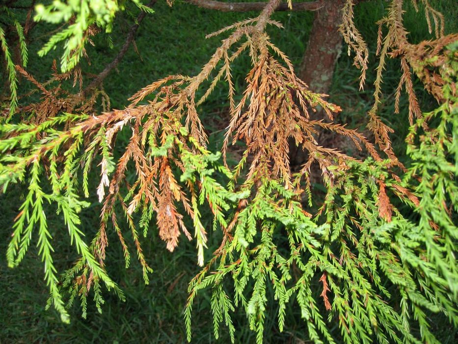 Богбон Арча дорилаш. Садовник Обработка декоративных культуры.