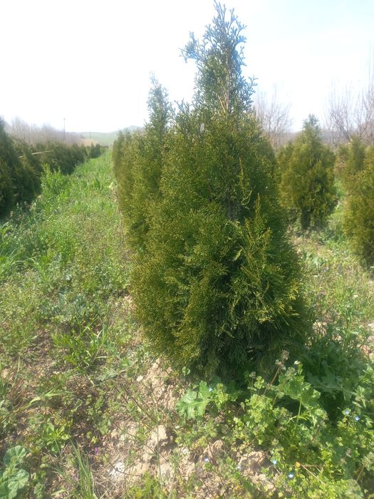 Туя смарагд    .