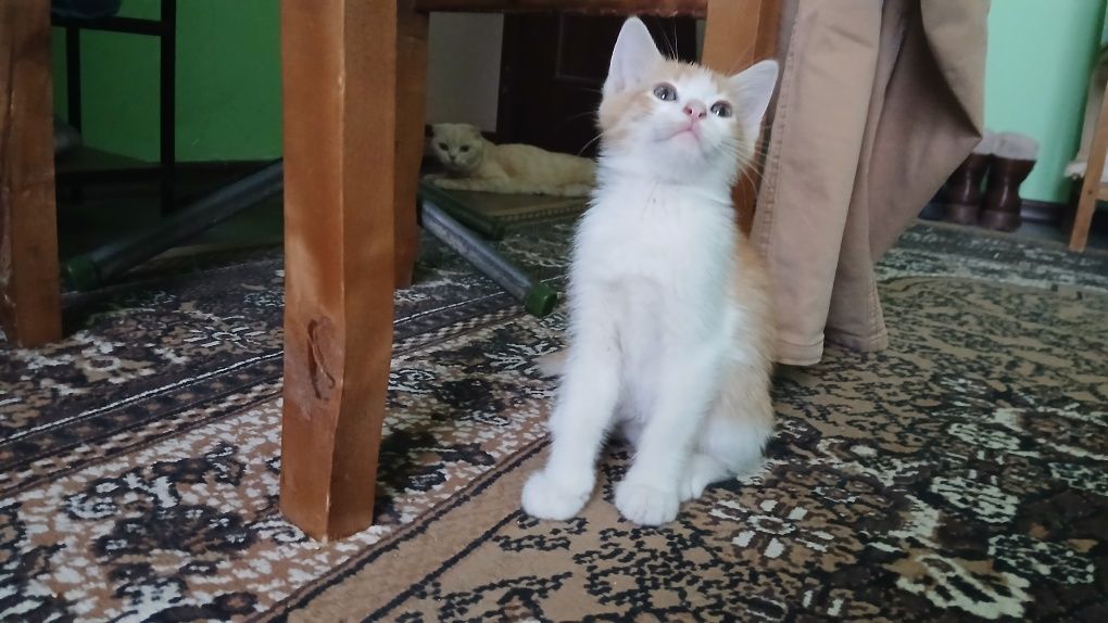 Scottish fold va turetski angora mushuk bolalari sotiladi