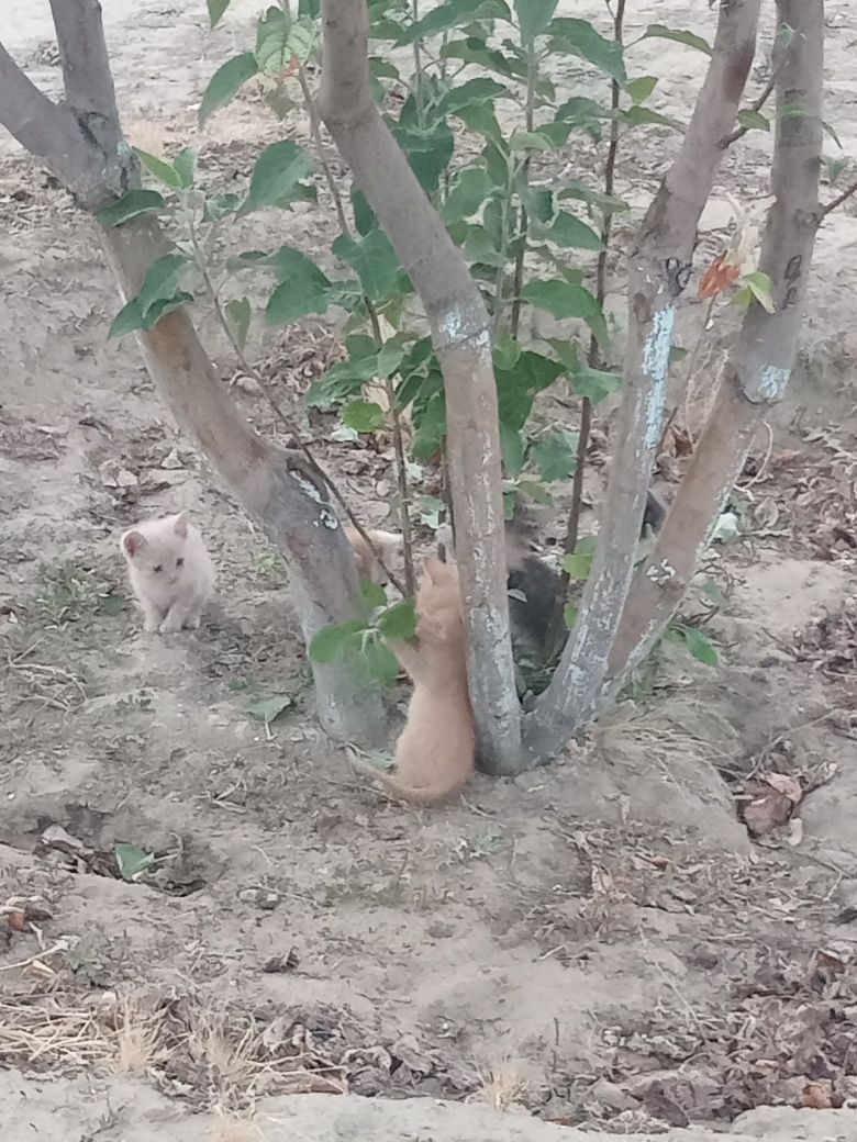 Марғаулар, Котята.
