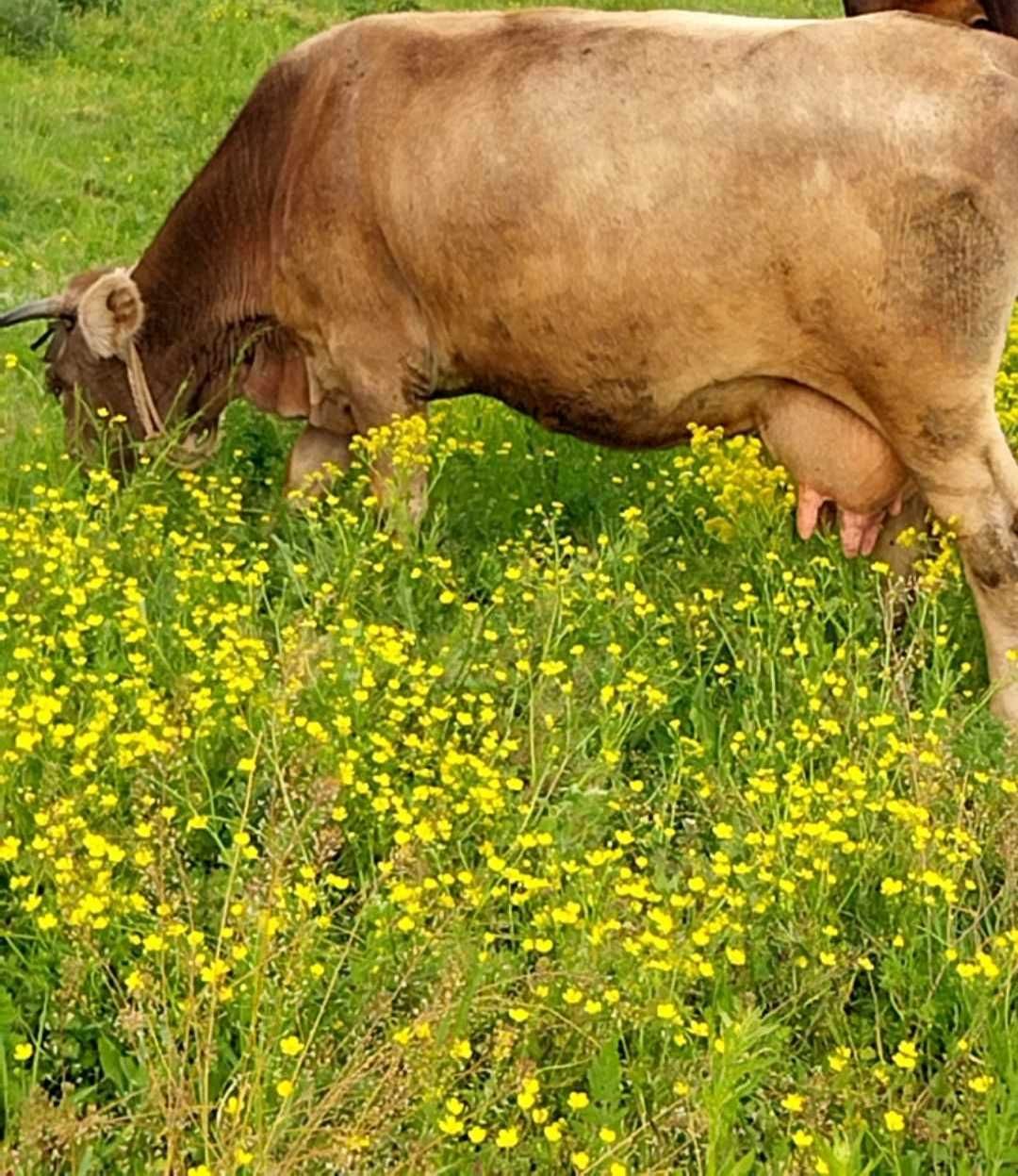 Vand vaca si doua junici
