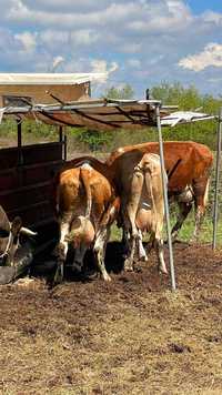 Vând 3 Vaci Baltate Românești Cu vitei