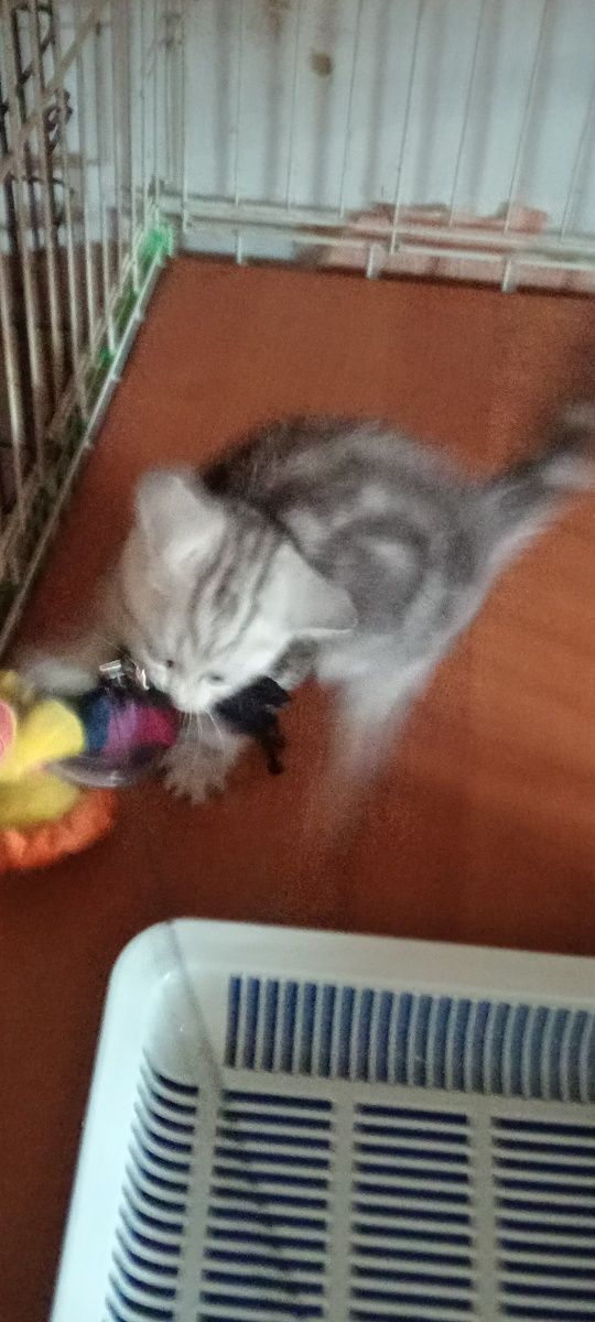 Продам шотладскую прямоухую кошечку .