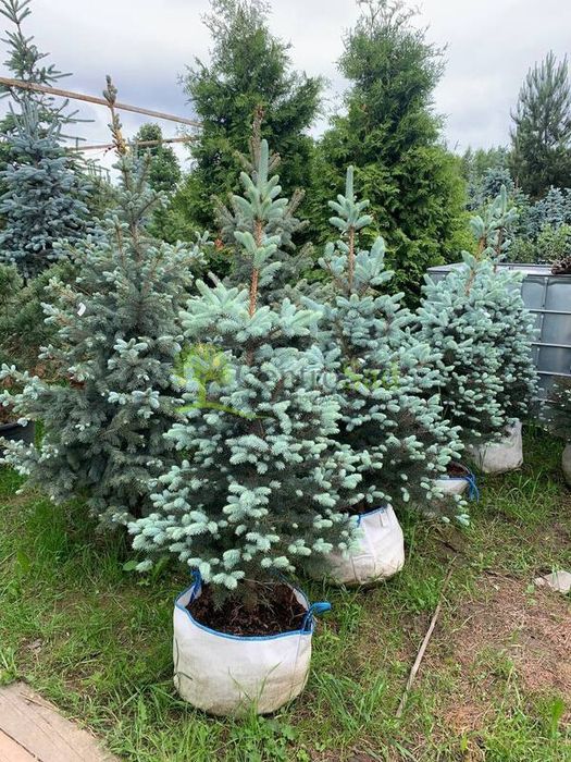 Продам саженцы ель голубая сосна ёлка кедр рябина липа дуб берёза