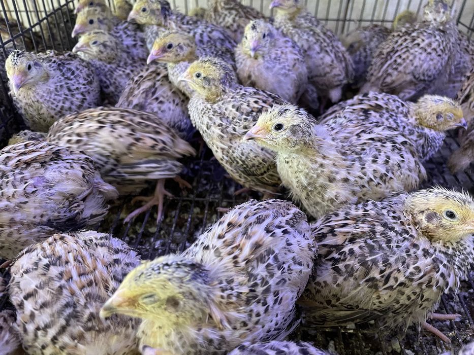 Pui prepelita rasa mixta