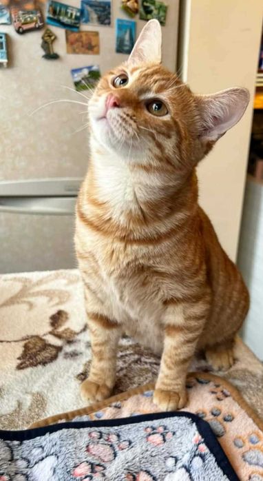 Момченце на 6 месеца търси дом