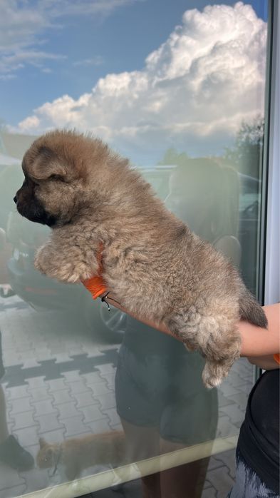 Chow chow rasa pura pedigree