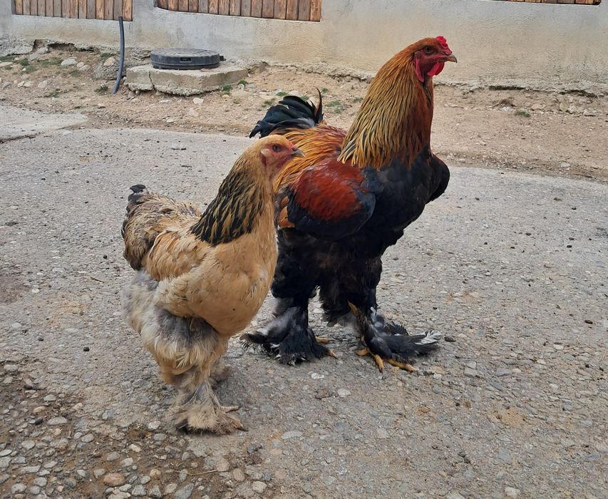 Vând pereche brahman