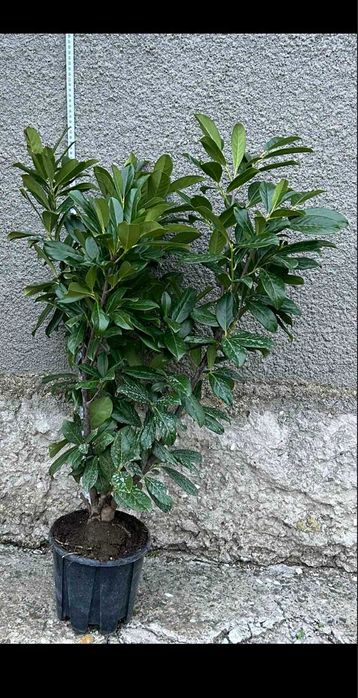 Разнообразие от цветя