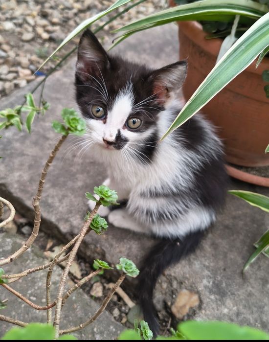 Donez pui de pisică