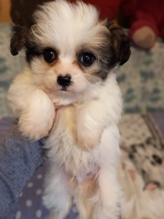 Disponibil bichon foarte drăguț