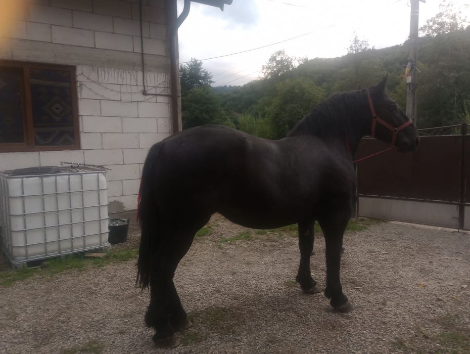 Mânză de vânzare