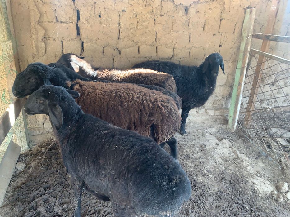 Qoyla sotilad soni 5 ta