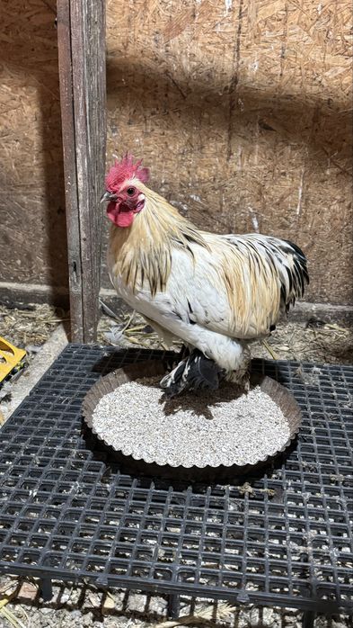 Pasari rasa pitica mii de flori tineret 2025 si pasari mature