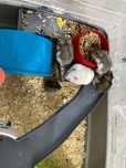 Donez hamsteri pitici