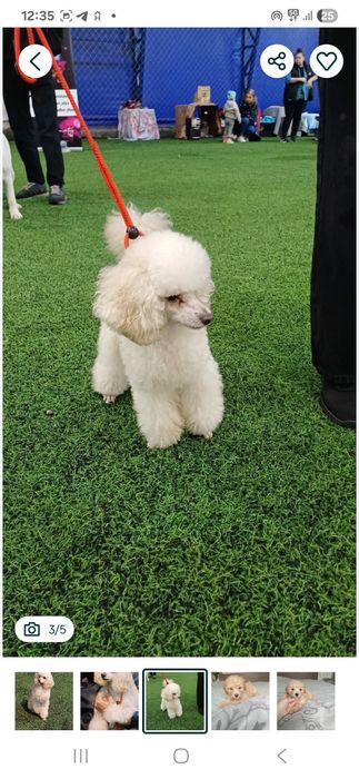 Вязка. Той пудель