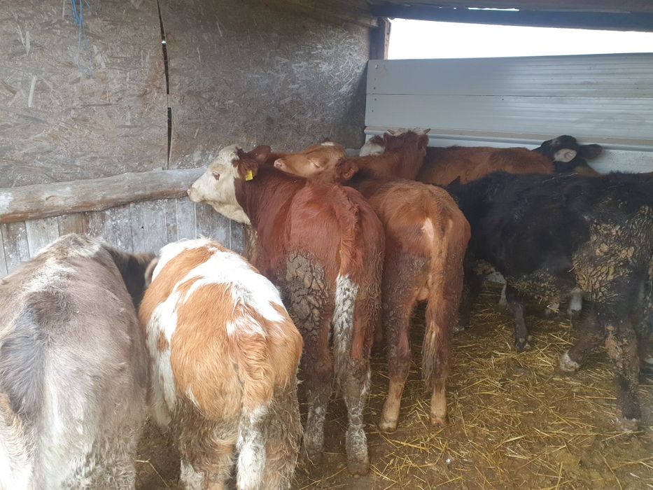 Vand taurasi si vitele