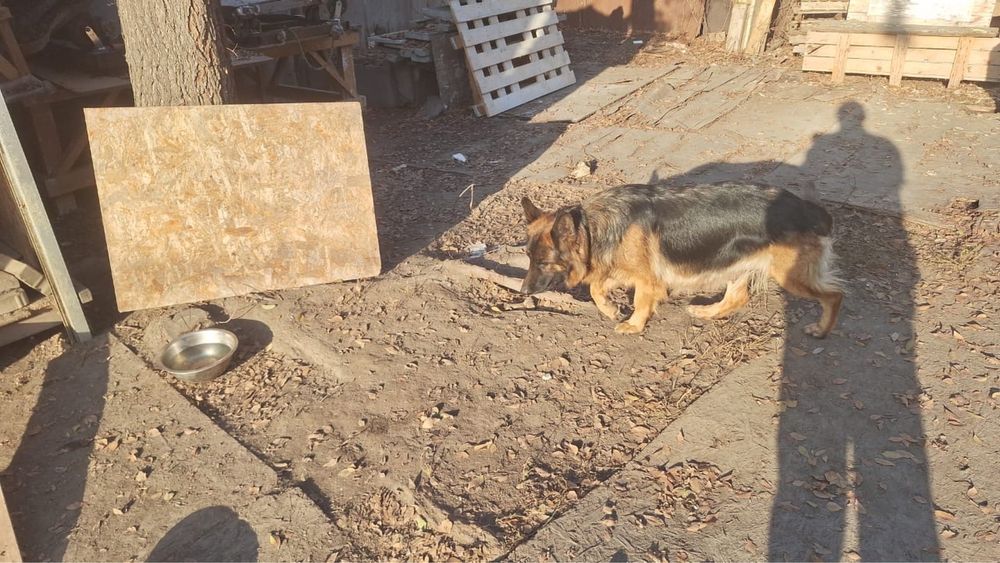 Отдам щенков помесь с овчаркой