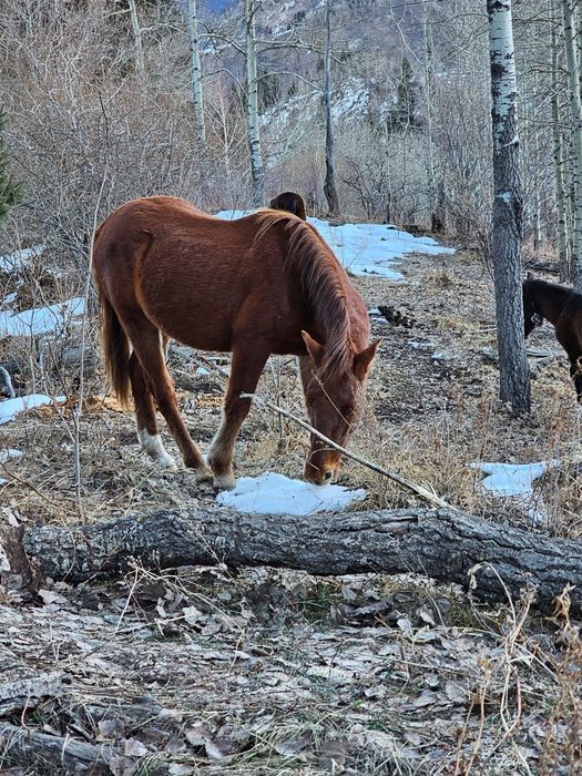 Продам жеребчиков