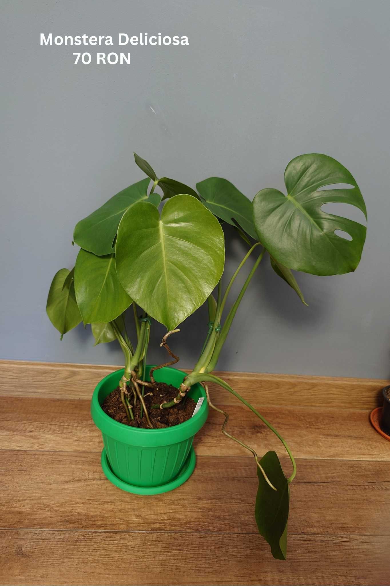 Plante de apartament