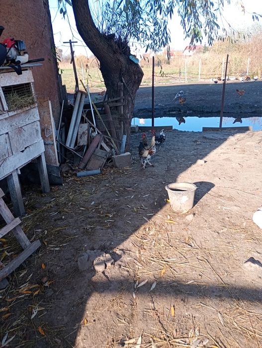 Vând cocosii tineri de anul acesta