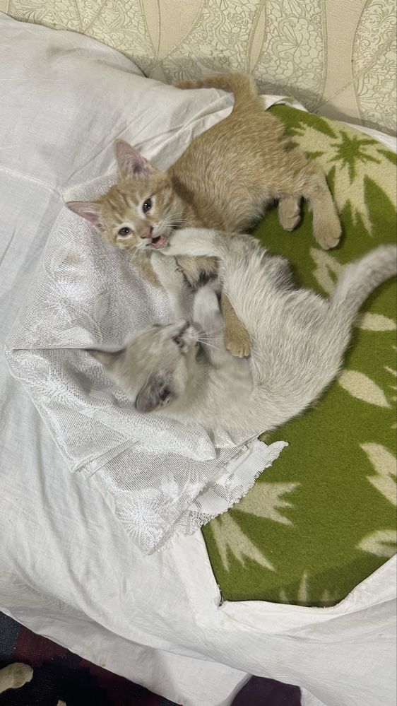 Mushuk bolalari
