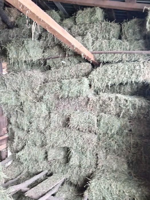 Baloti de lucernă coasa 3