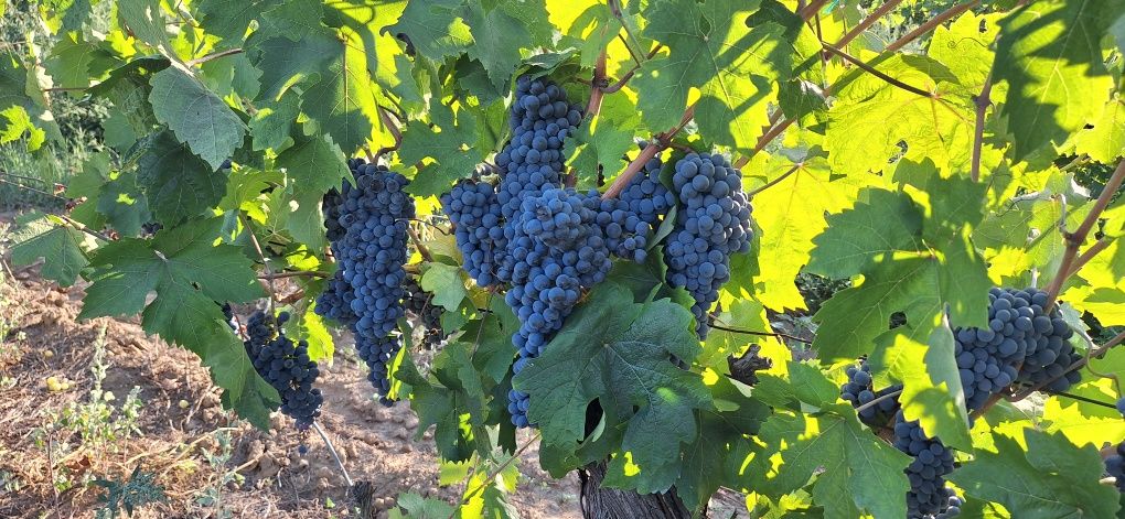 Продавам винено грозде сорт рубин