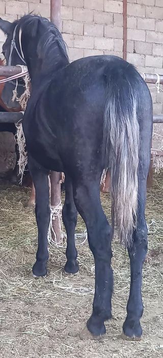 Предлагается жеребёнок спортивной породы в спорт варианты обм