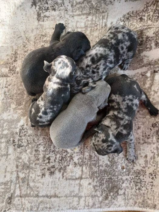 Френски булдог/ френски булдочета