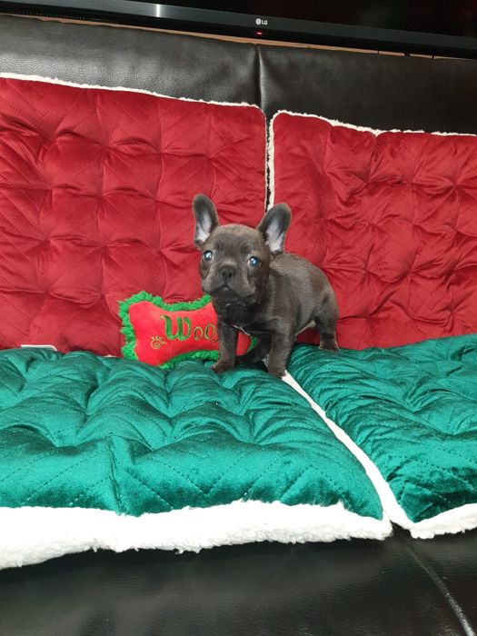 Bulldog francez blue mascul