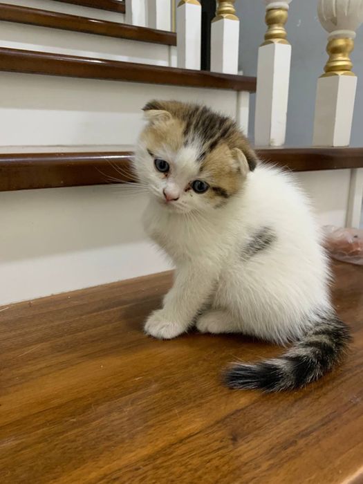 Продаёте британские золотые шиншиллы