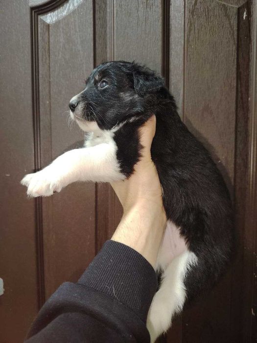 Щенки пристраиваются/ Kuchuk bor