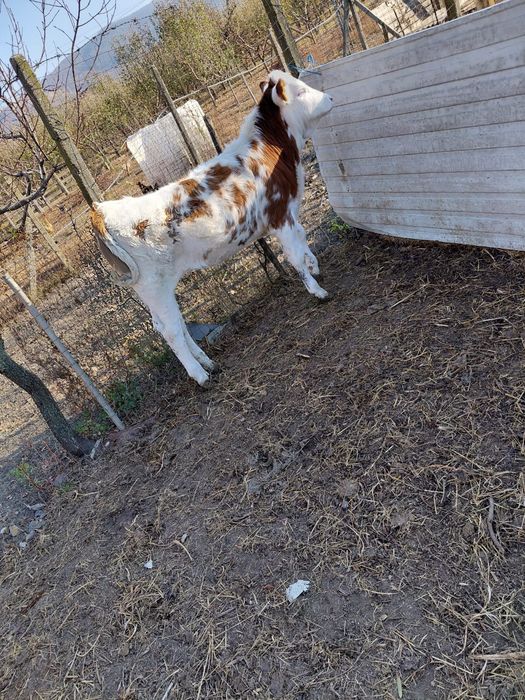 De  vânzare 2 vitele, una belga și una bălțată în vârstă de 4 luni