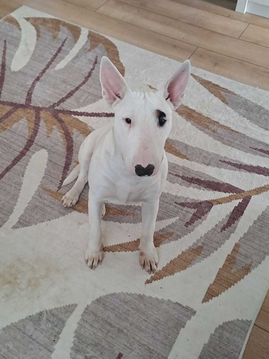 Бултериер чистокръвен